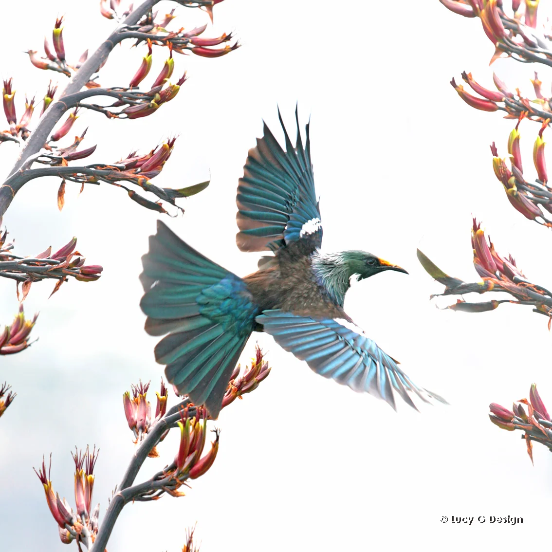 'The flying Tui' glass wall art 51x51cm