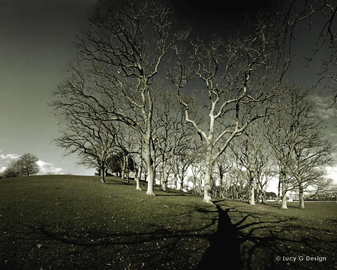 'Trees' 60x75cm glass wall art