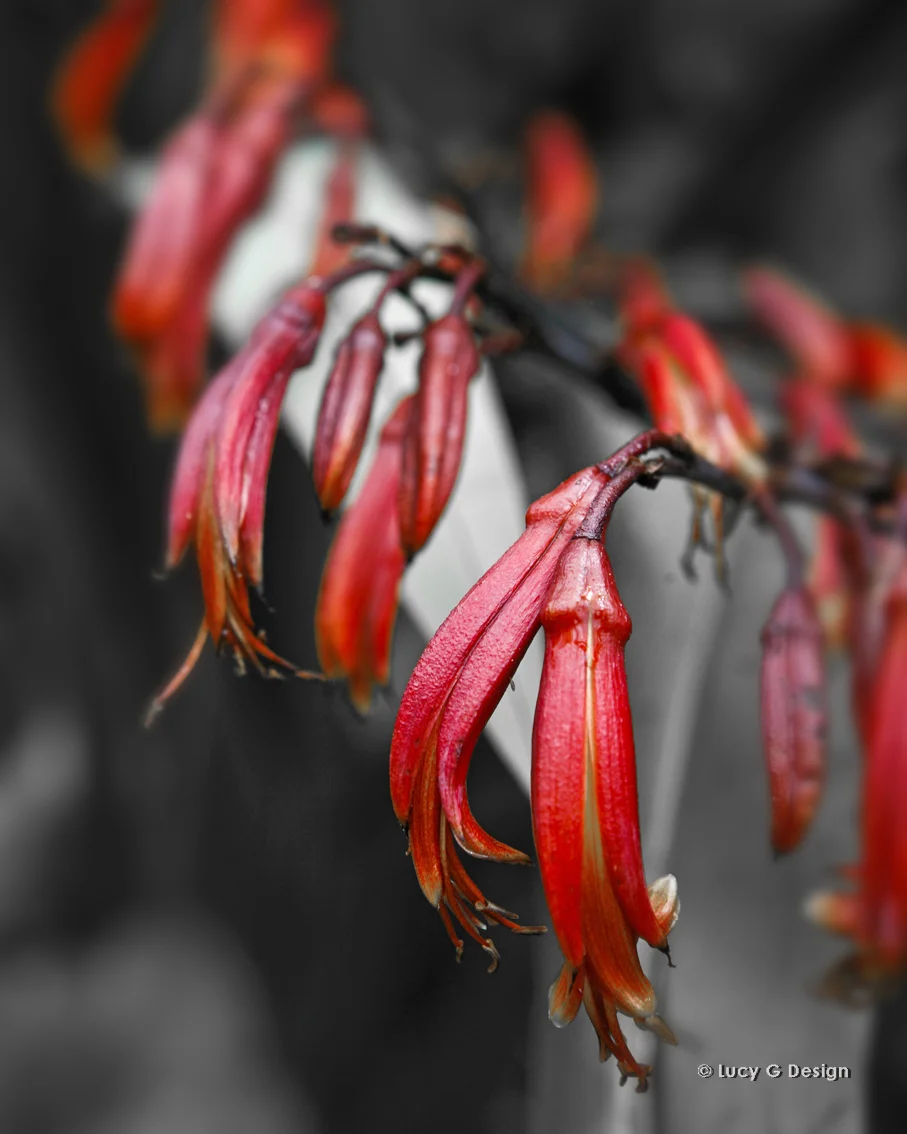 'Flax flower' single piece, 60x75cm glass wall art