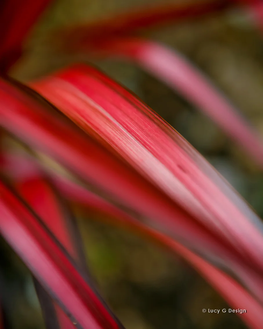 'Red flax' 60x75cm glass wall art