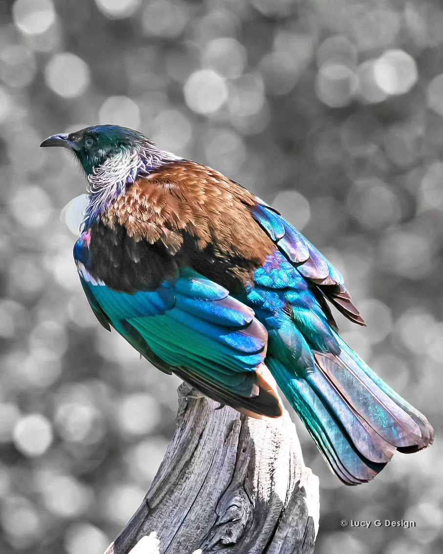 'Tui on branch' 60x75cm glass wall art