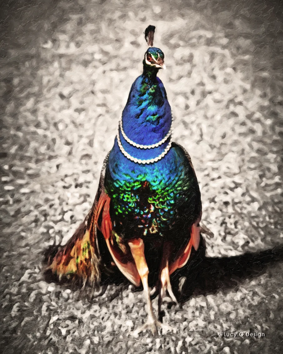 'Peacock in Pearls' 60x75cm glass wall art