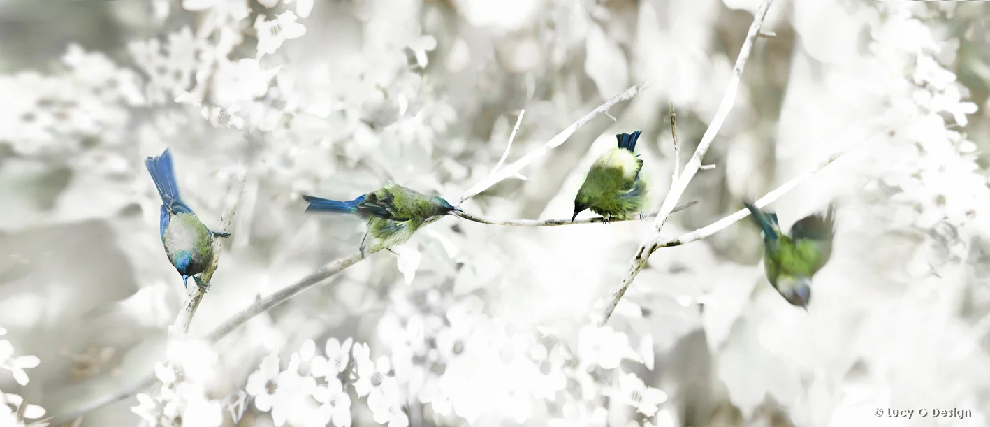 'Bellbirds' 51x102cm glass wall art