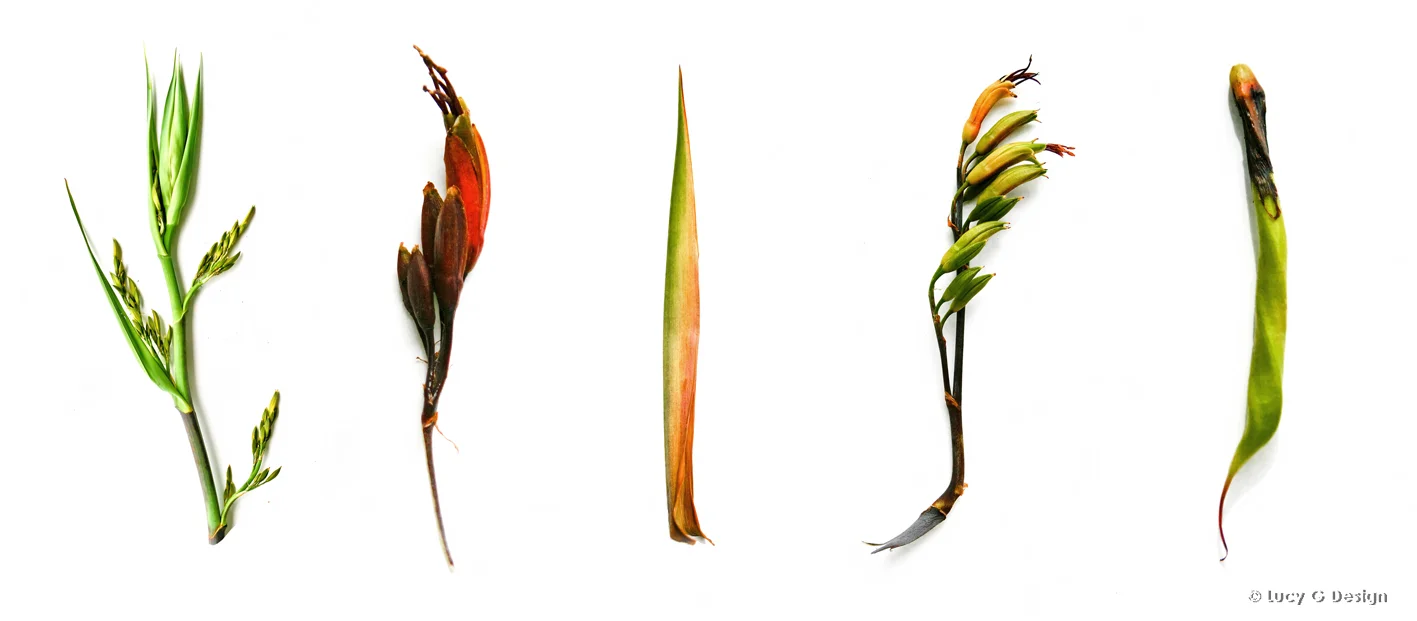 'Flax details' 51x102cm glass wall art