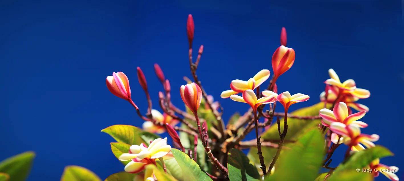 'Frangipani' 51x102cm glass wall art