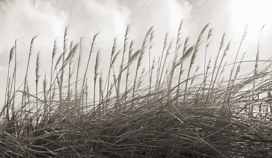 Toi Toi with brown sepia overtones