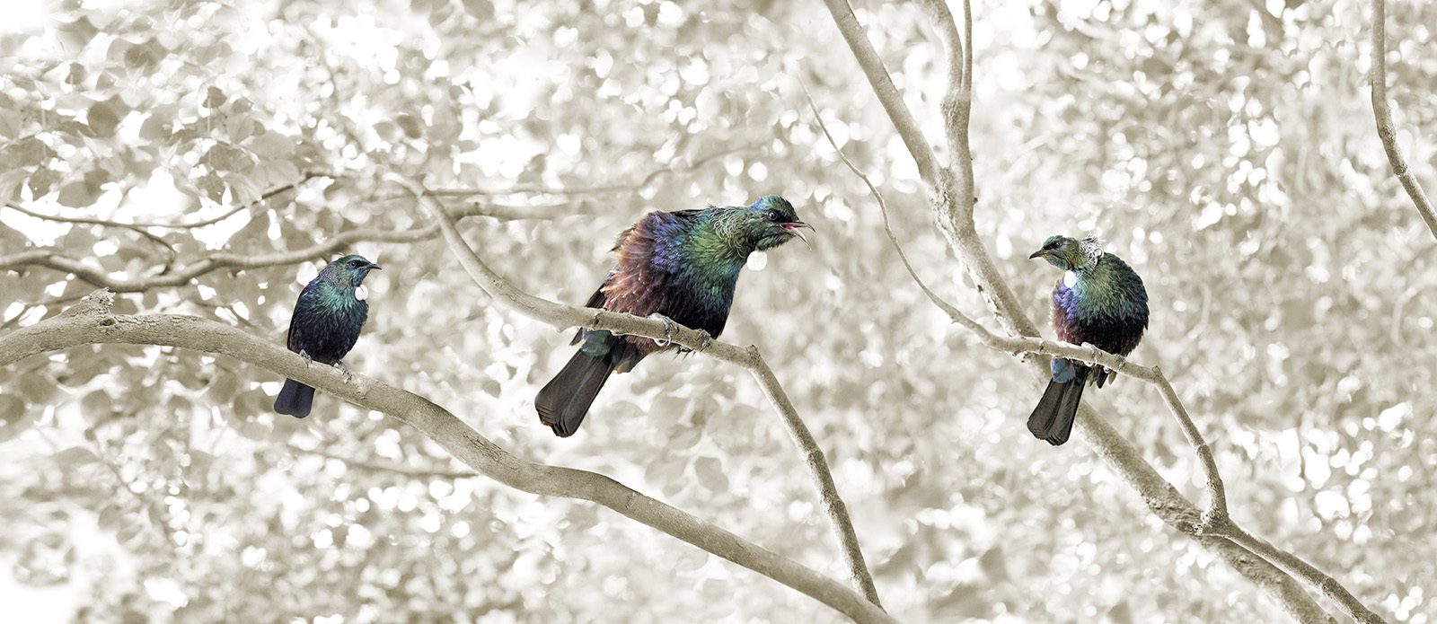 Tui Trio (rectangular)