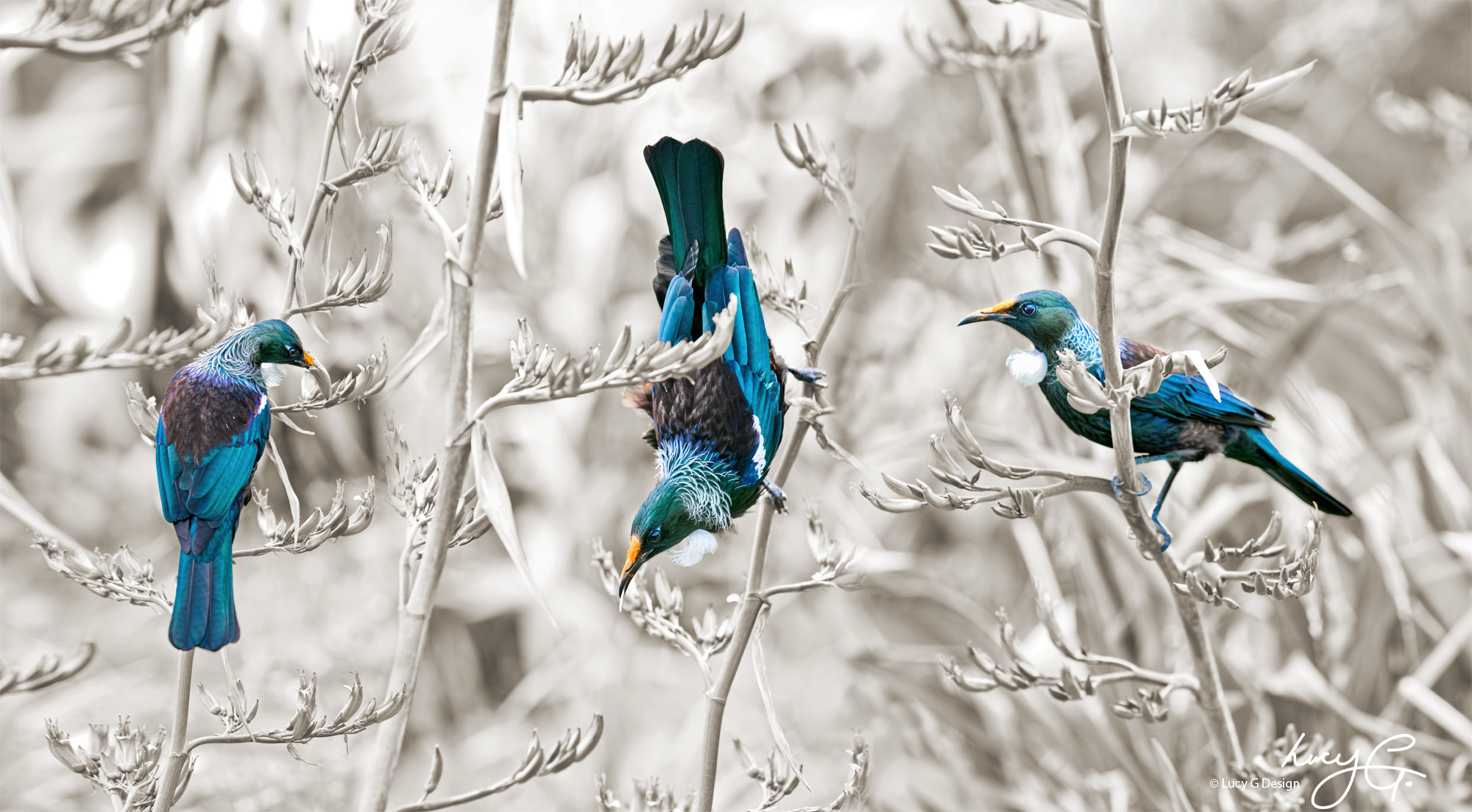Tui Portrait (sepia background)
