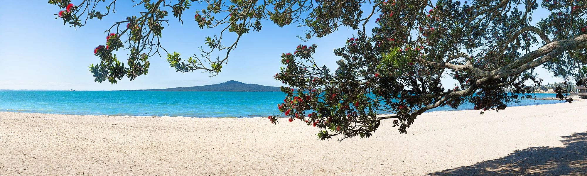 (KOHI 2015-3) Pohutukawa Dreams ll