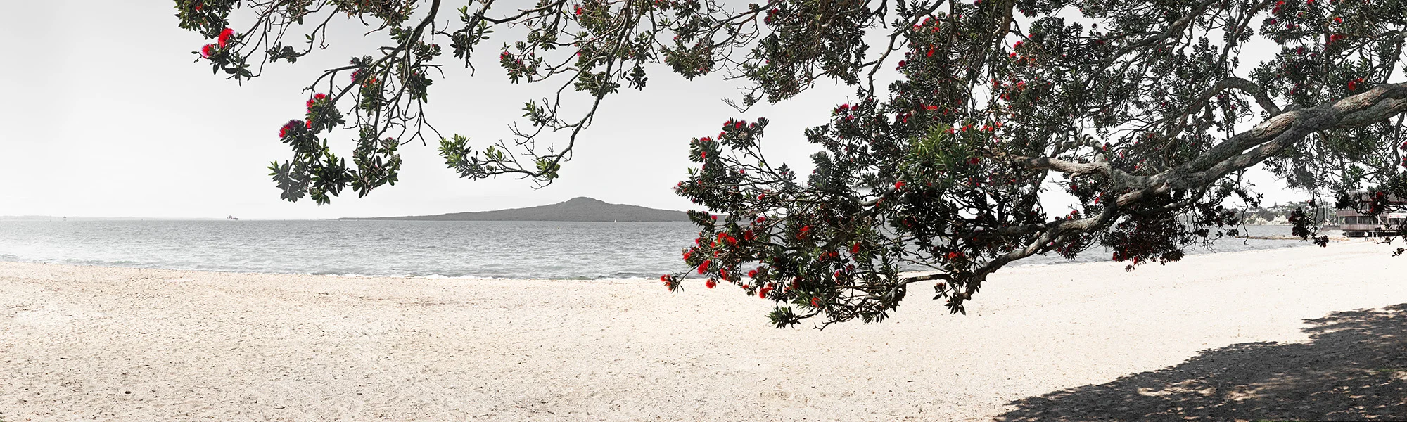 (KOHI 2015-3 no blue) Pohutukawa Dreams ll