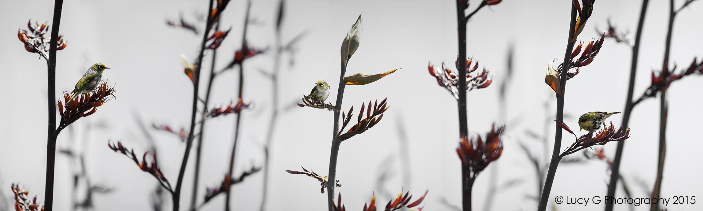 NAT 2015-1 (no blue) SIlvereye on Flax