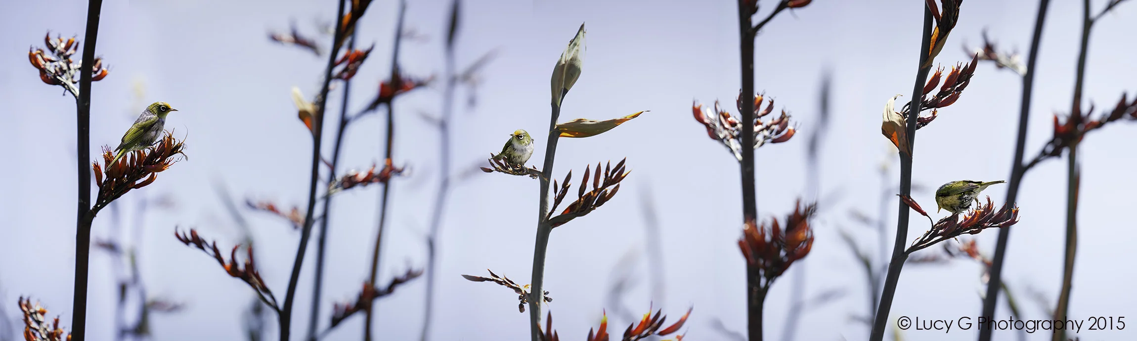 NAT 2015-1 (full colour) Silvereye on Flax