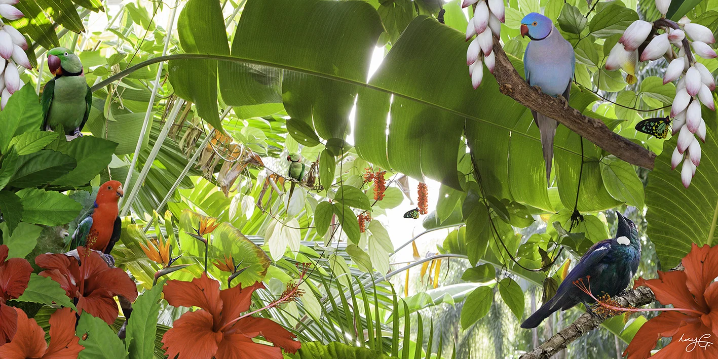 NAT 2015-10 Birds of Paradise