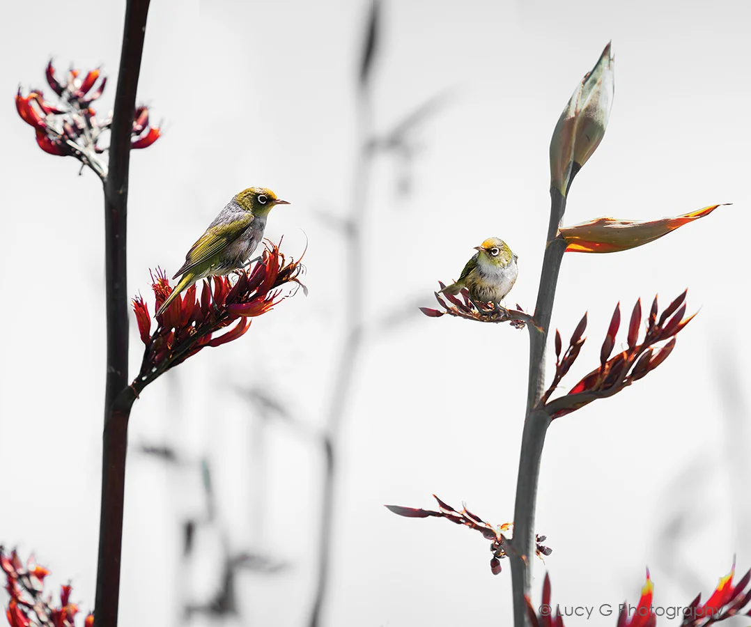 Silvereye on Flax (no blue) option 2 900x750mm