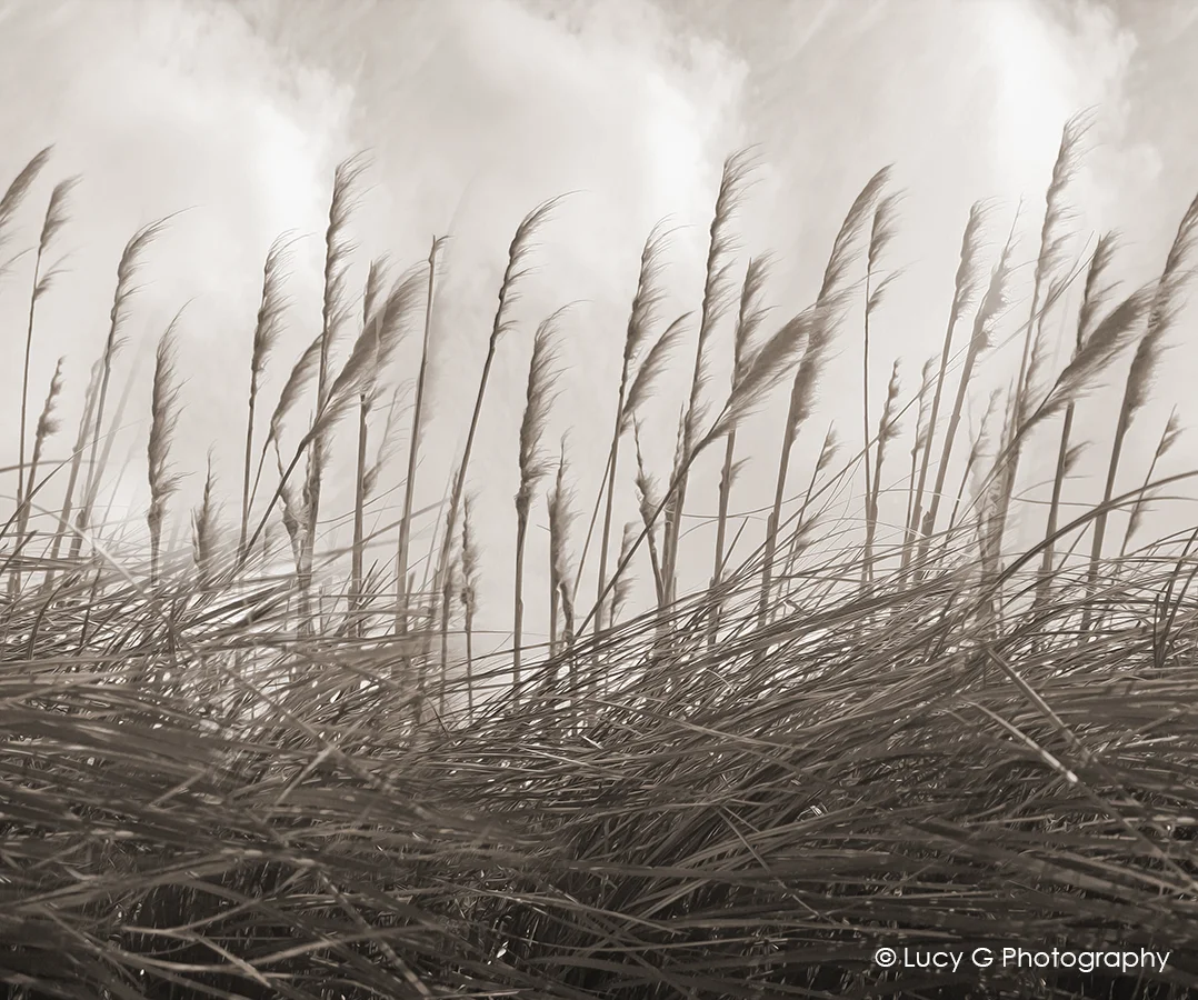 Toi Toi (sepia) 900x750mm