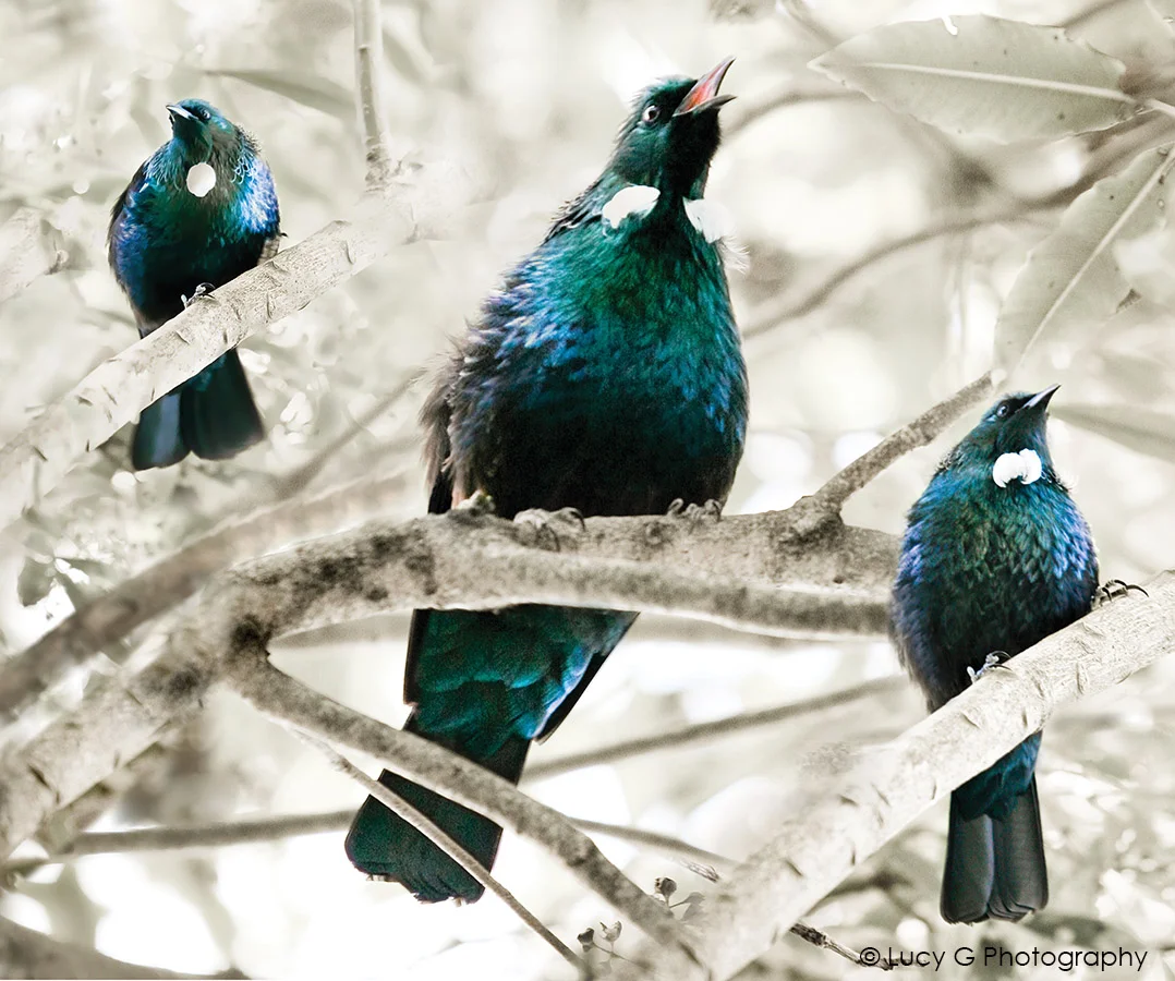 Tui Son 900x750mm