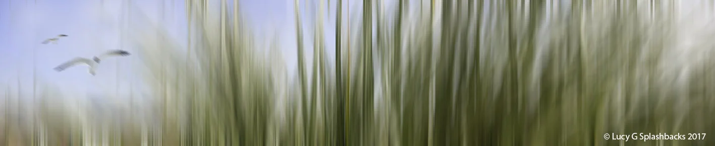 COLBLUR-2 Beach Grasses