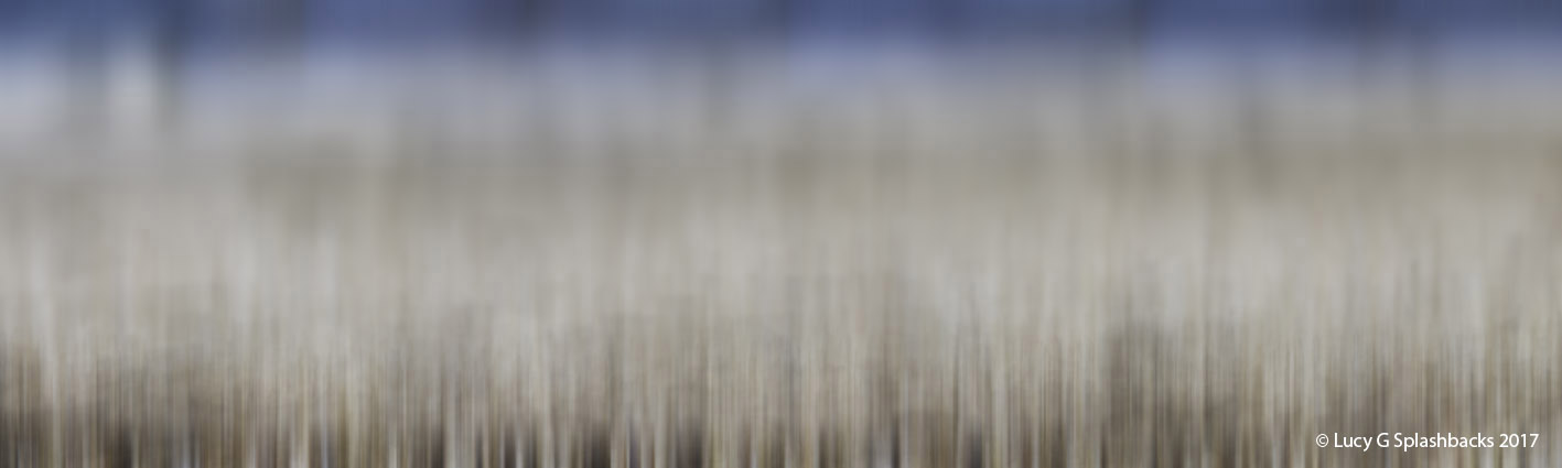 'SHELLS B' printed image on glass splashback