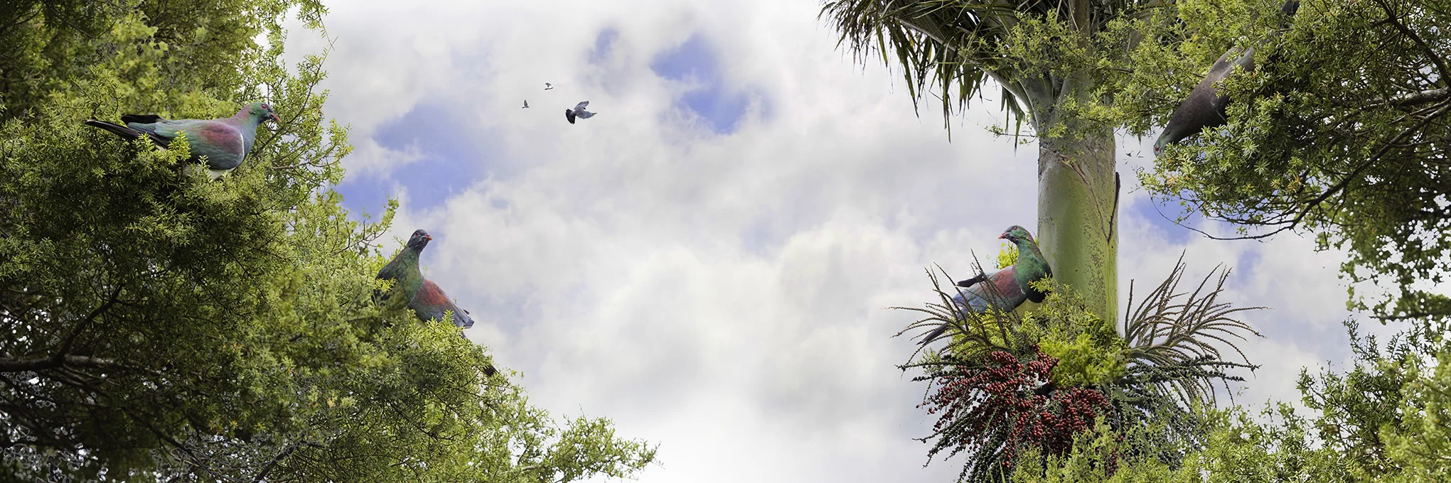 Birds of a Feather (Kereru) NAT 2018-2