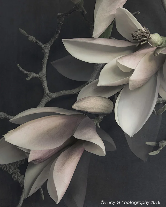Midnight Magnolia 600x750mm