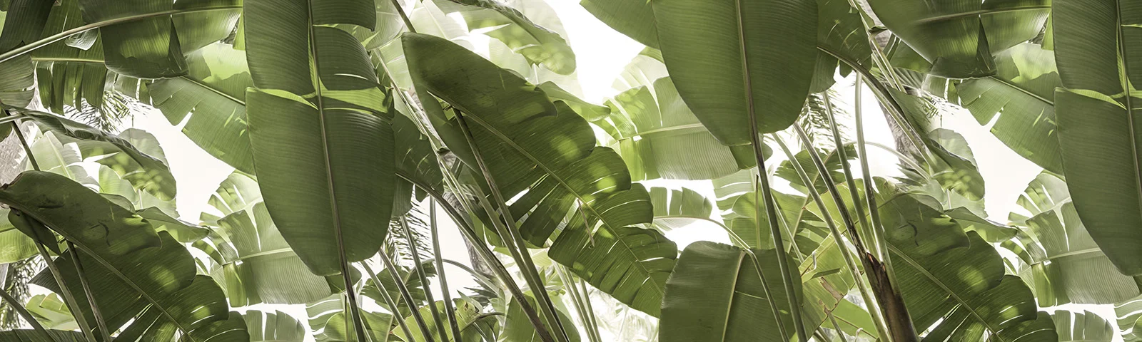 NAT 2019-12 Banana Palms
