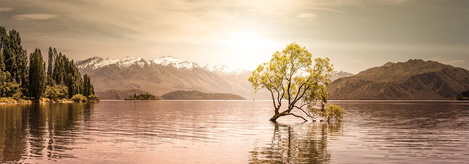 COR-7 Wanaka Tree