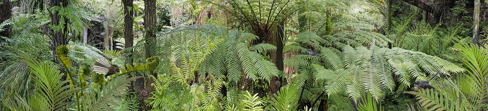 Fantail Forest