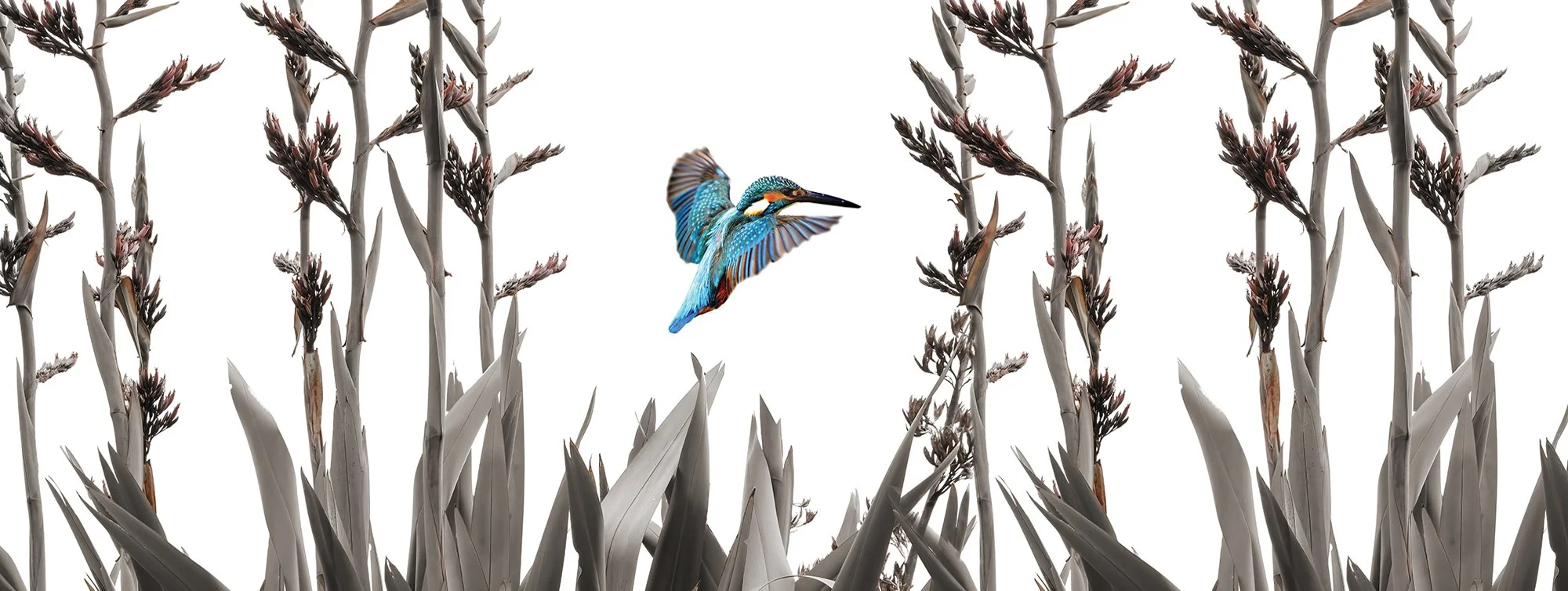 Flying Kingfisher in Flax
