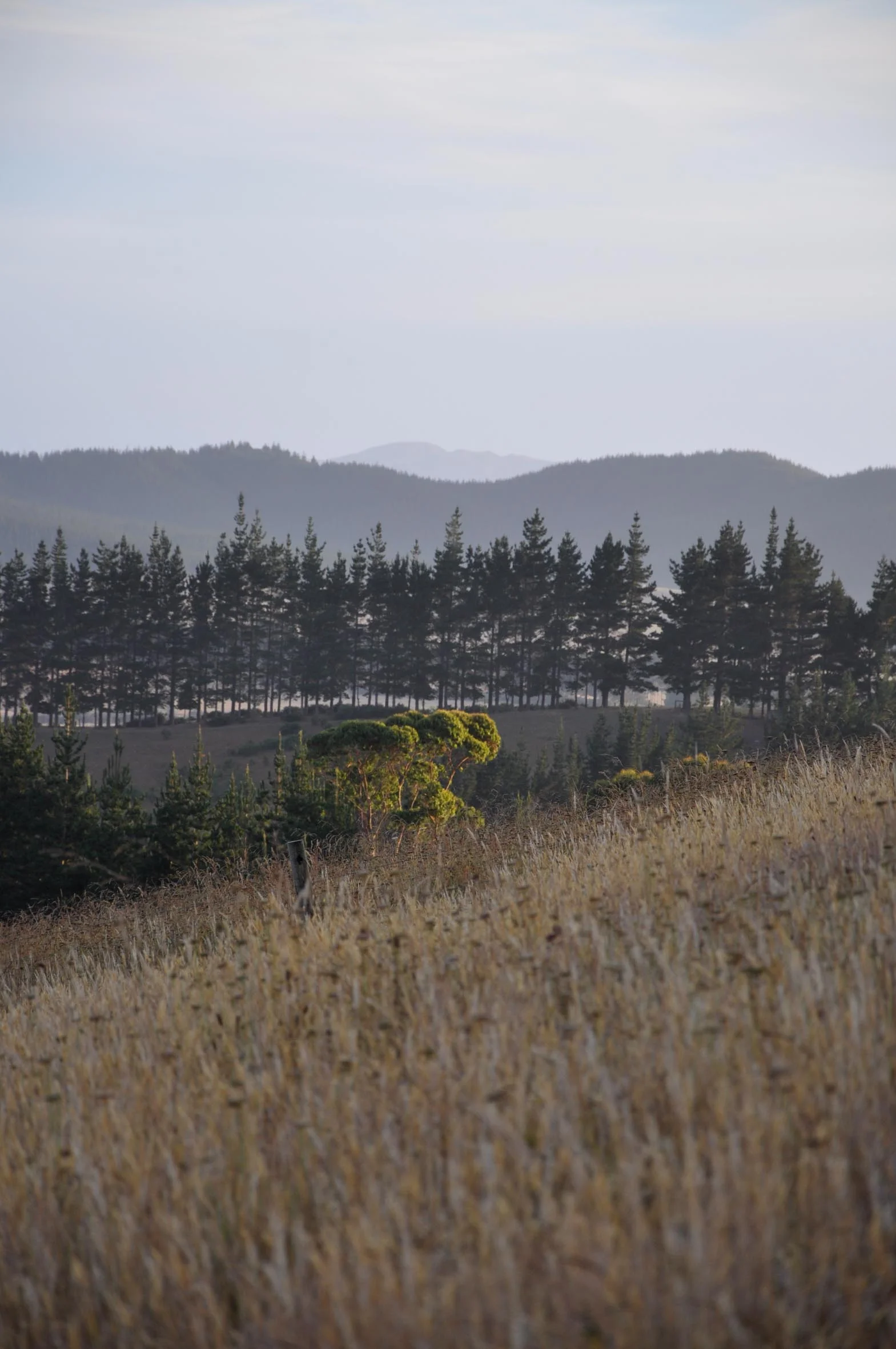 DSC_0521-2.jpg