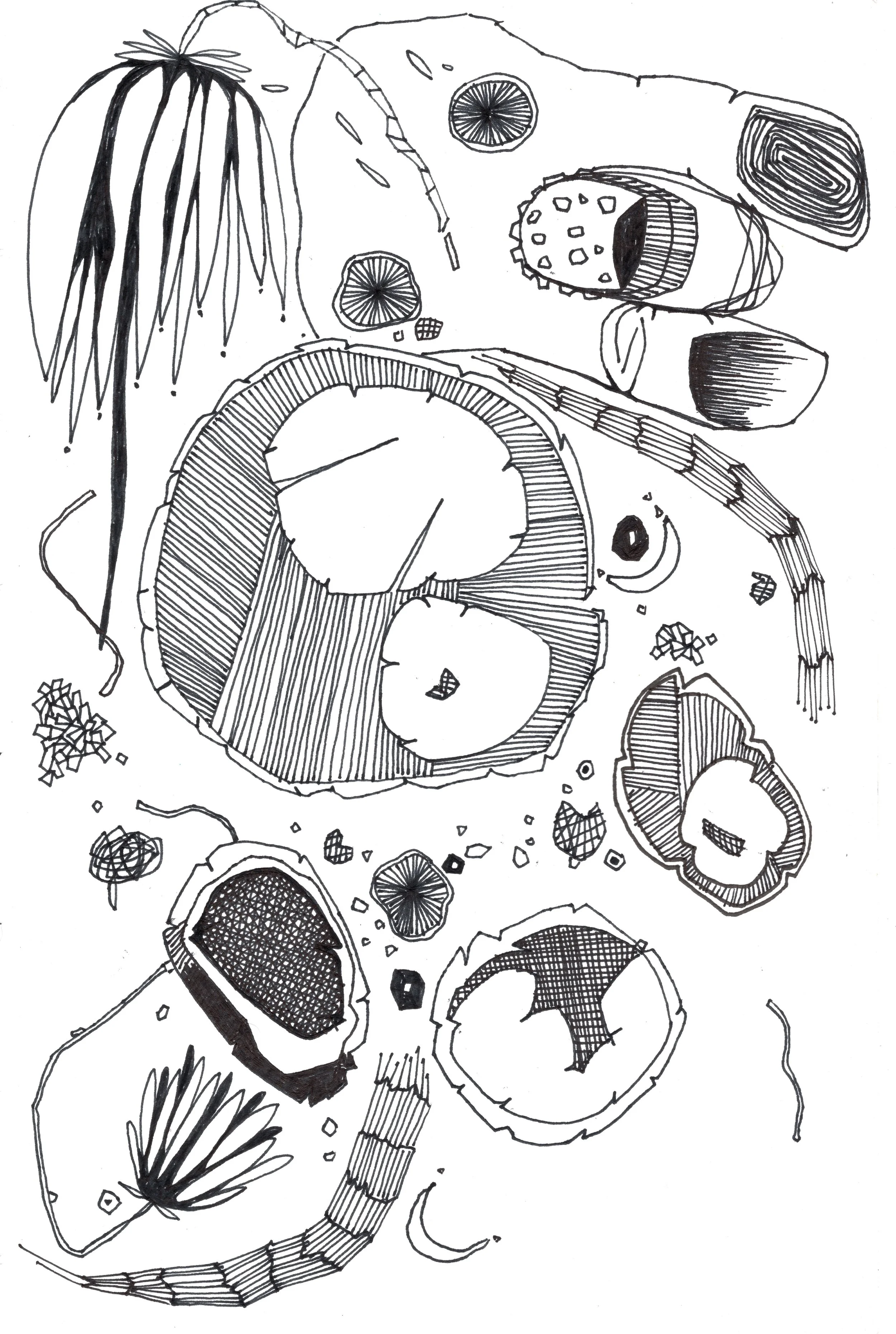 Germy Things_ink on paper_6x9_Linda Colletta.jpeg