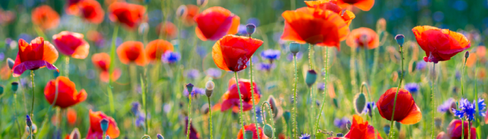 How to Feel Happier and more Connected: a Hands-On Guide [Part 2]