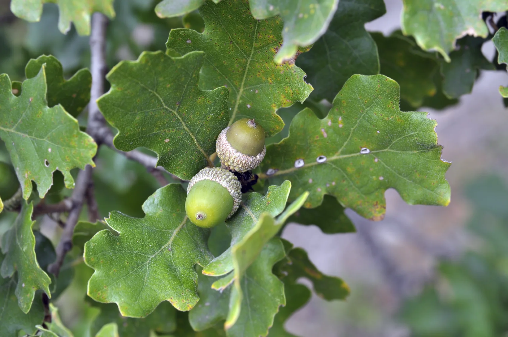 Why Dyslexia is a GIFT to Creativity