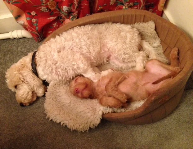 8 essential steps to reduce your child's anger