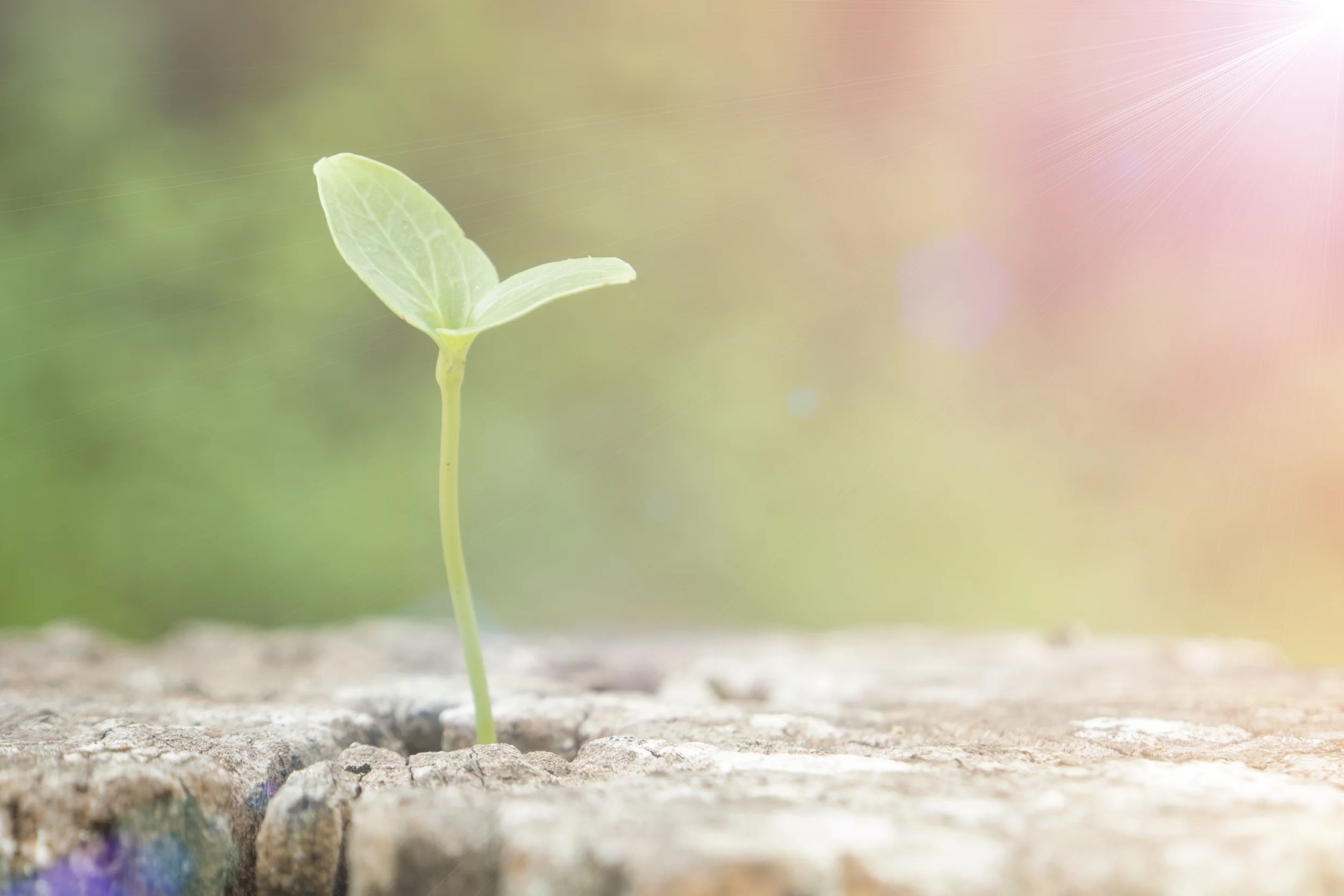 Dear Renée: How Do You Forgive? The Art of Letting Go and Moving On