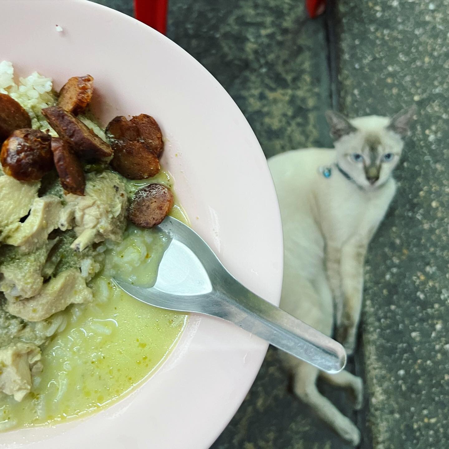 Green curry and sausage while being observed by a feline friend. That&rsquo;s what you get in Bangkok&rsquo;s Chinatown.
.
.
.

#bangkok #thailand #foodstagram #eatingfortheinsta #greencurry #streetfood #catsofinstagram #thaifood