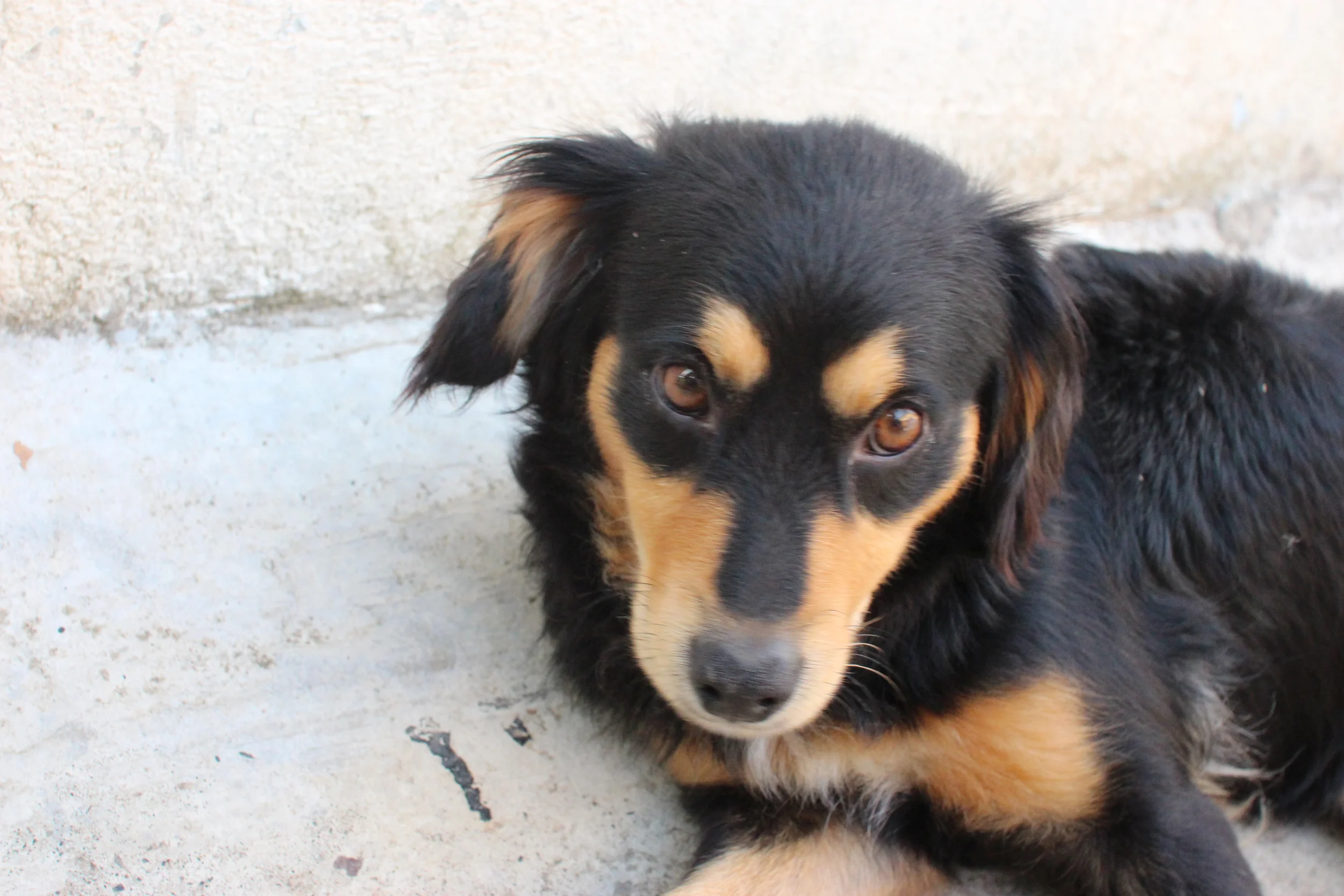 Lusi