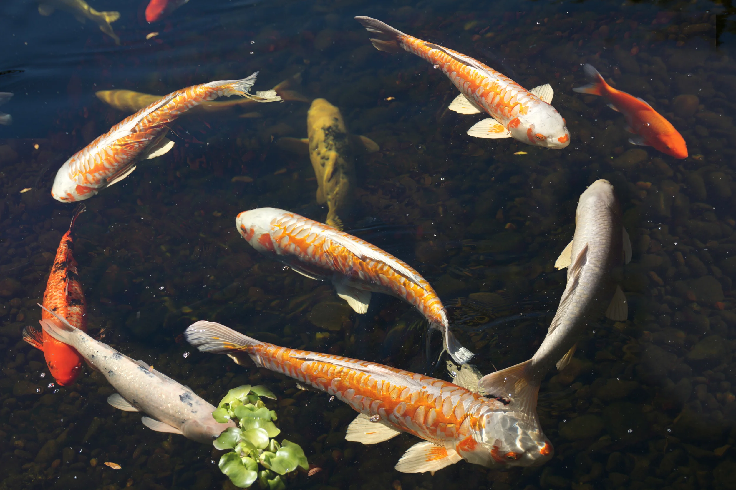 Koi Fish