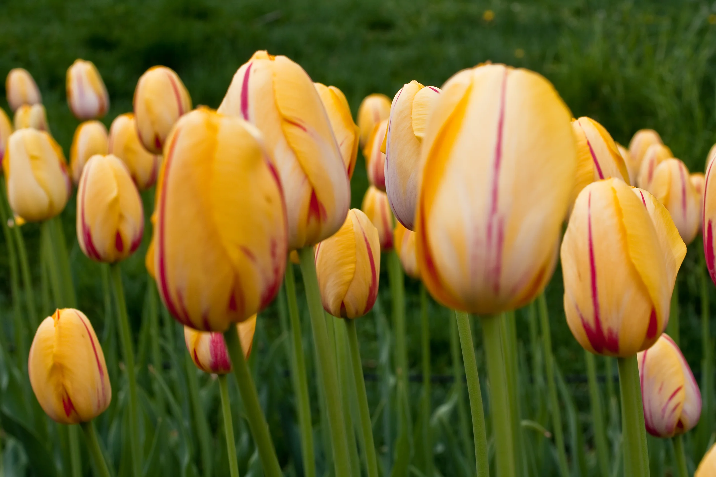 yellowflowers.jpg