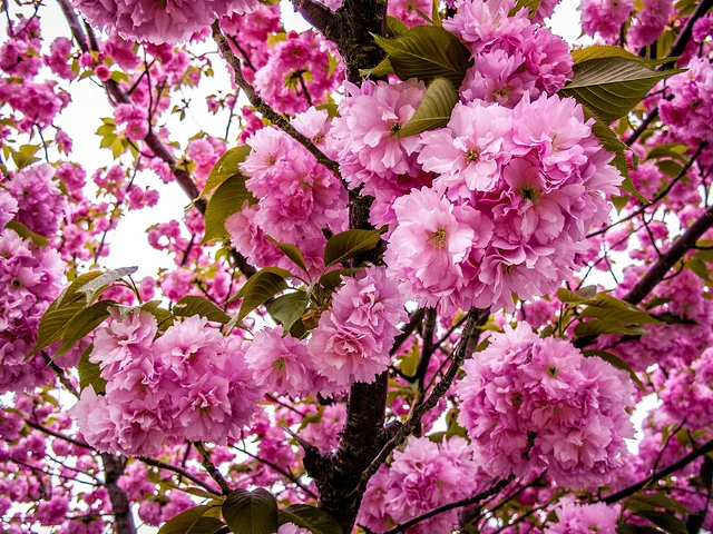 cherryblossoms .jpg
