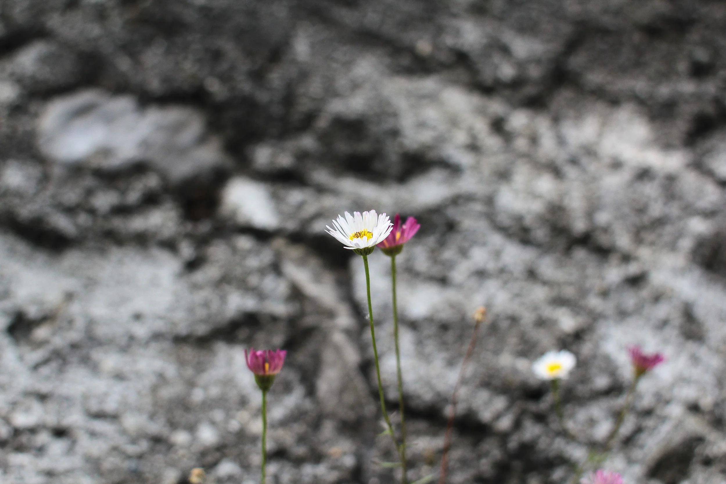 H-Moon (21 of 1).jpg