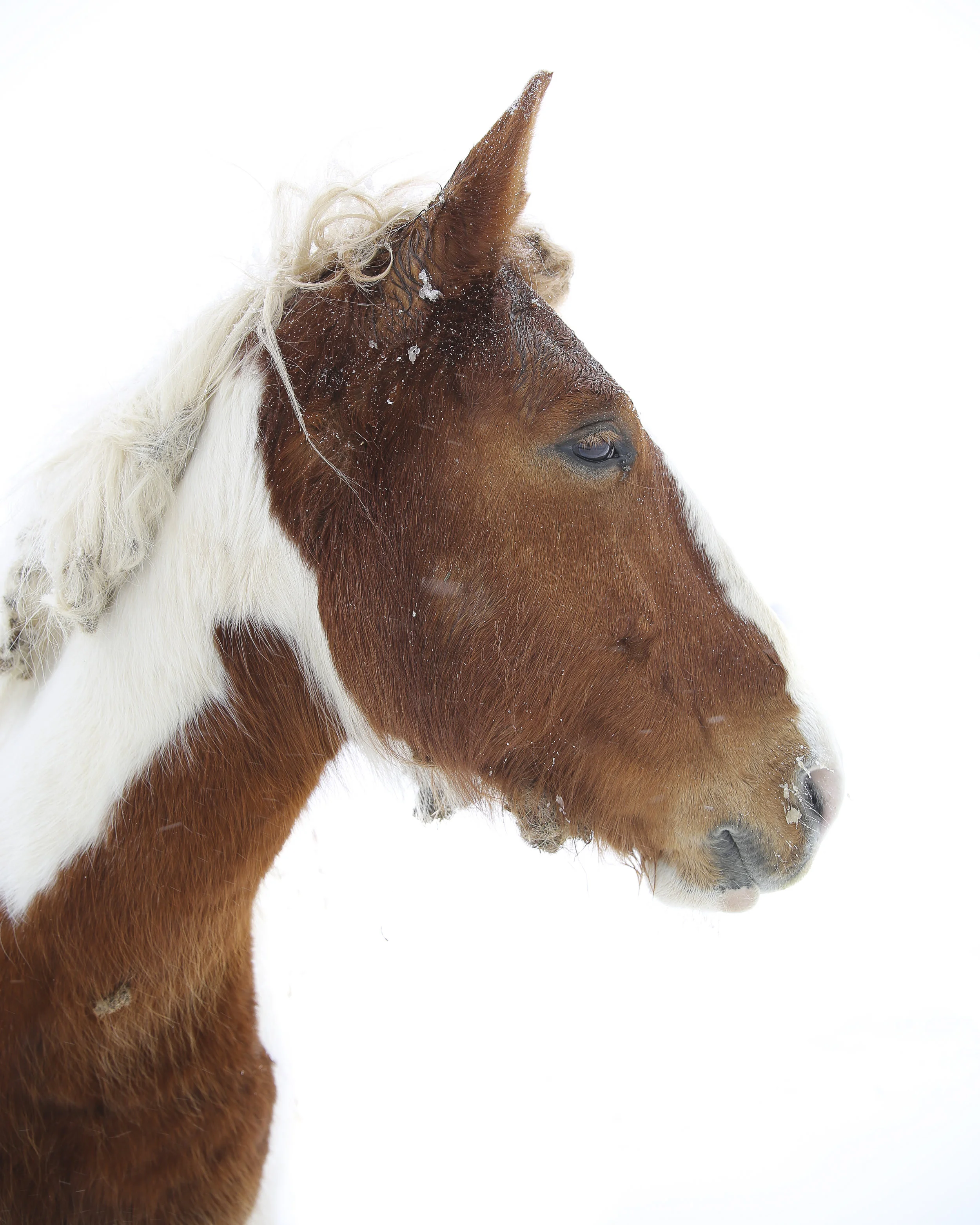 May Show Horses and Tree (3 of 4).jpg