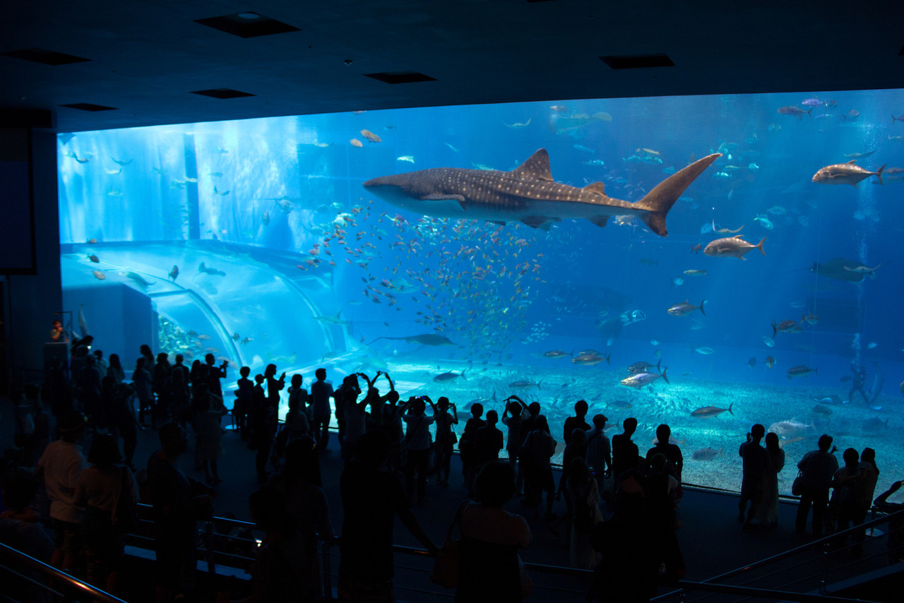 Churaumi Aquarium's record-setting viewing tank