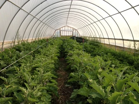 homegrown urban farm.jpg