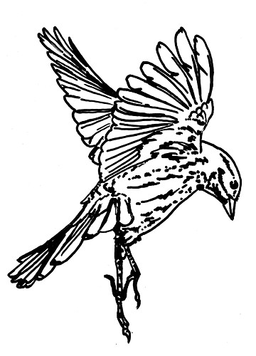 sparrow1.jpg