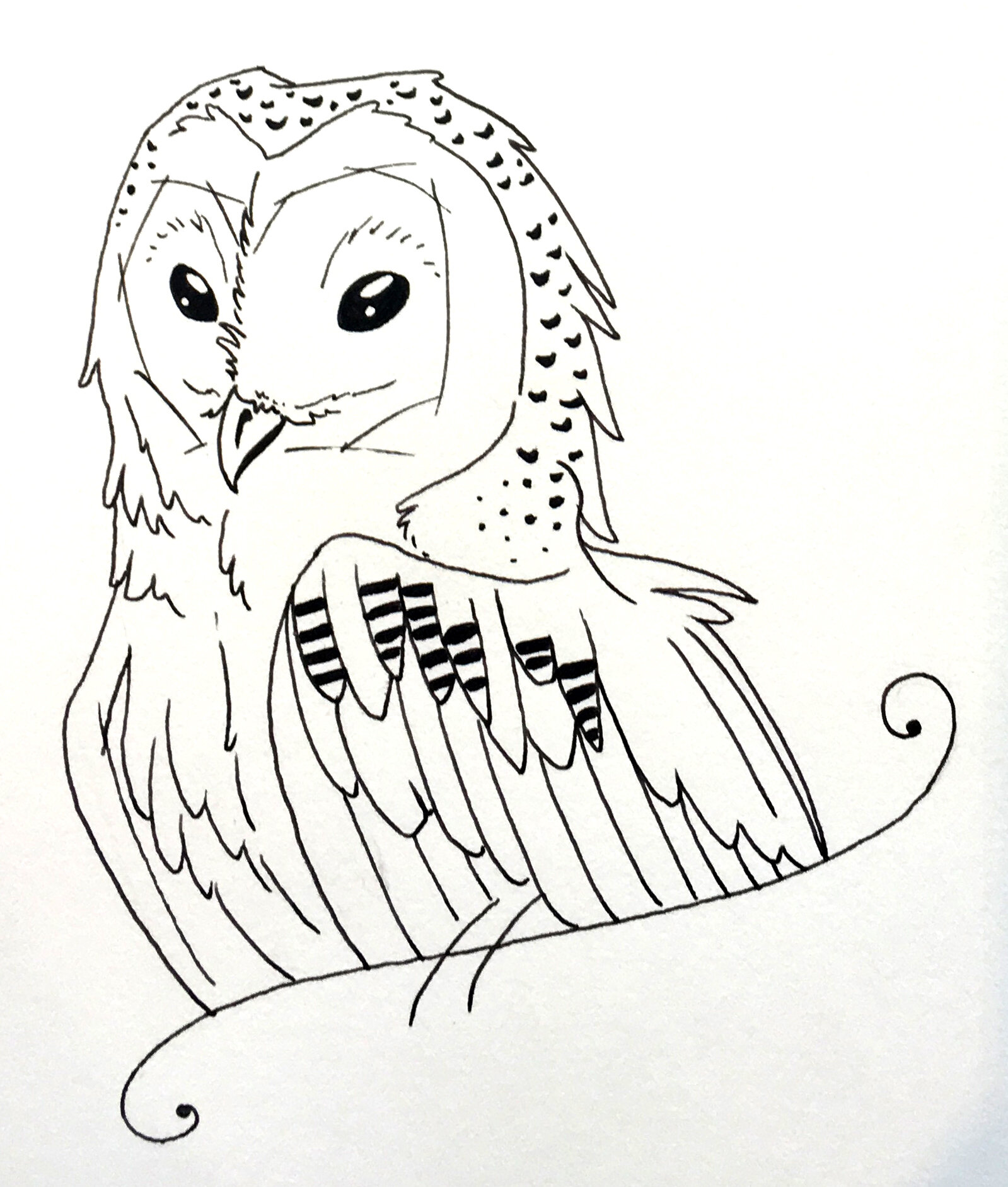 sketch barn owl.jpeg