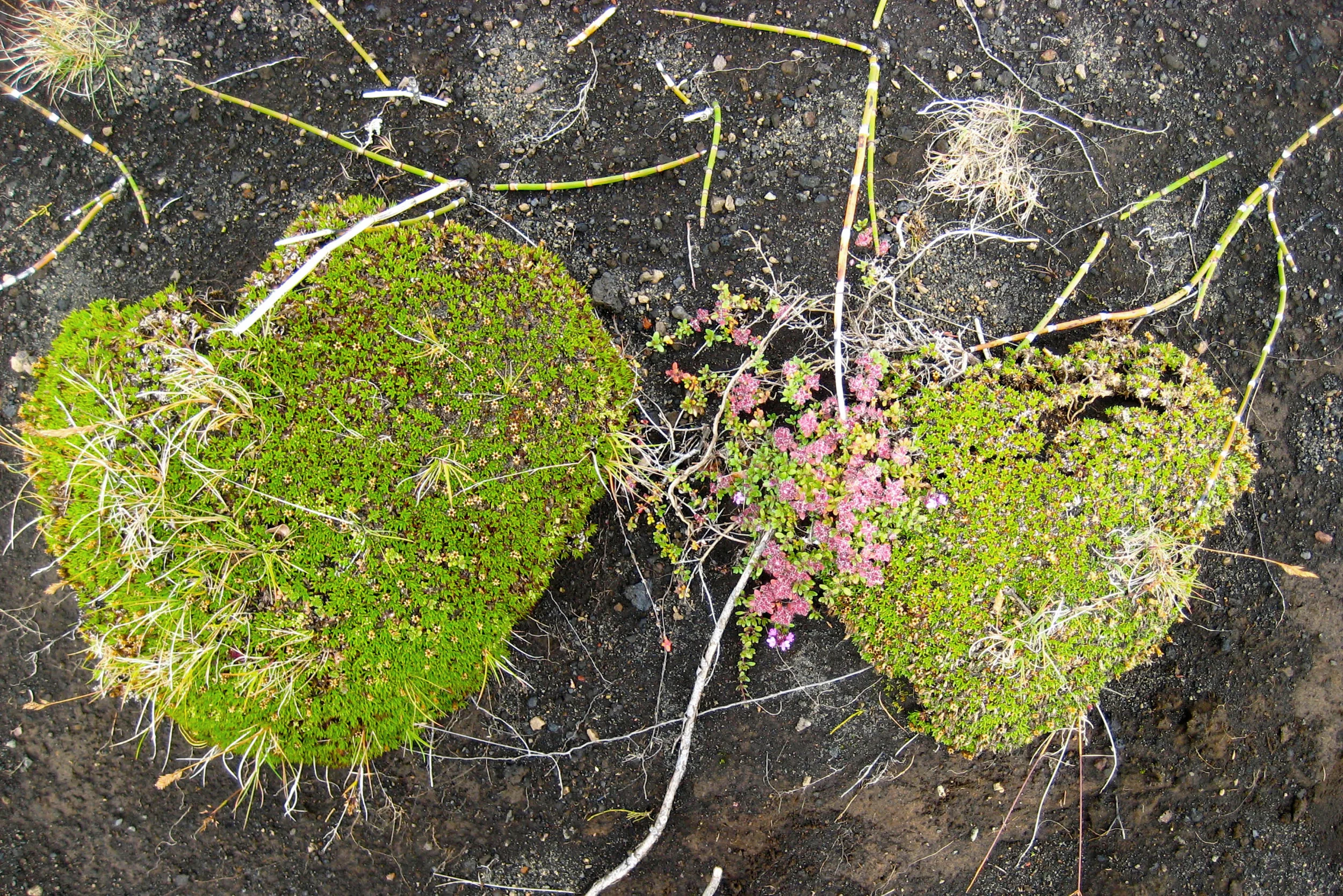 photos_iceland10.jpg