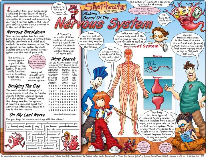Nervous_System2.jpg