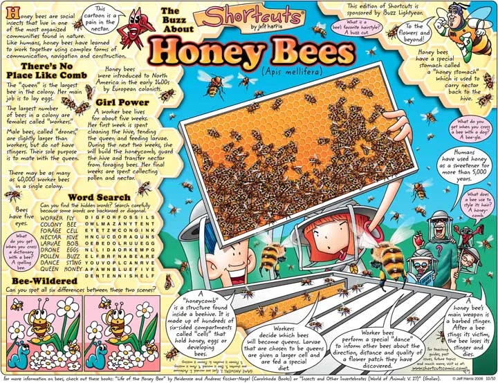 Bees2.jpg