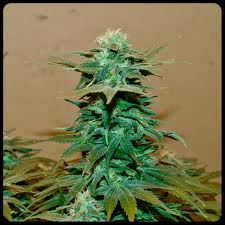 Make no mistake, in NC, this picture represents a felony!