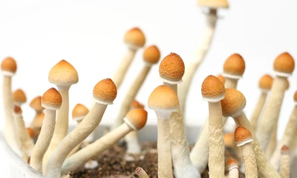 shrooms.jpg